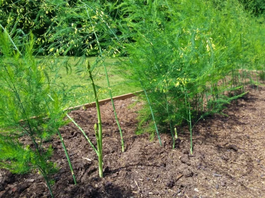Green asparagus in a raised bed