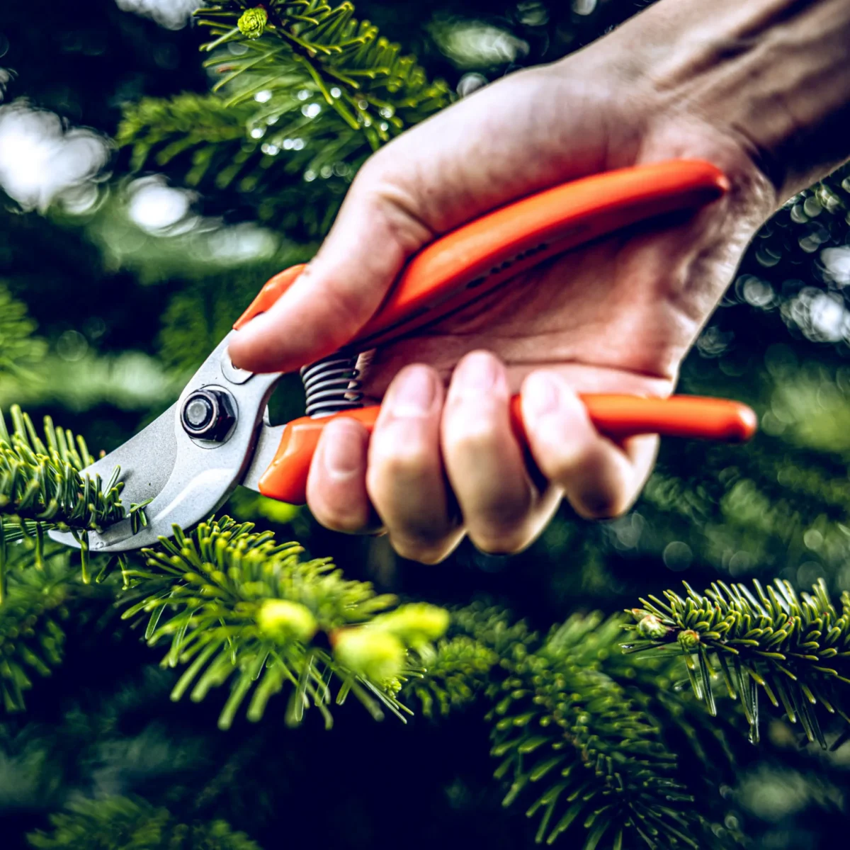Garden shears Löwe 14.104 Economic Clean Cut