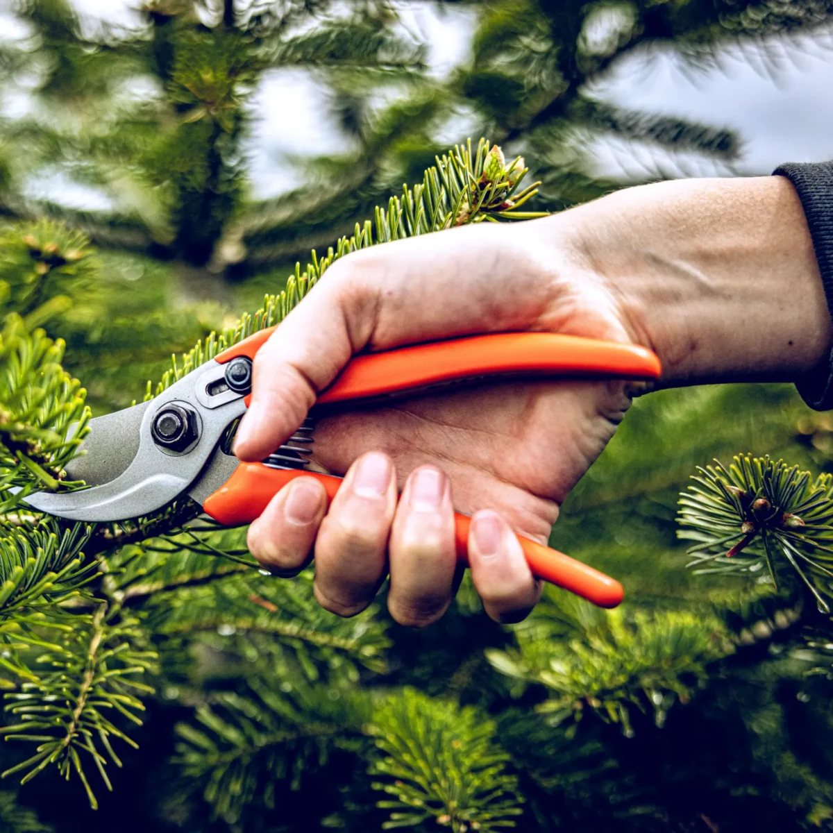 Garden shears Löwe 14.104 Economic Clean Cut