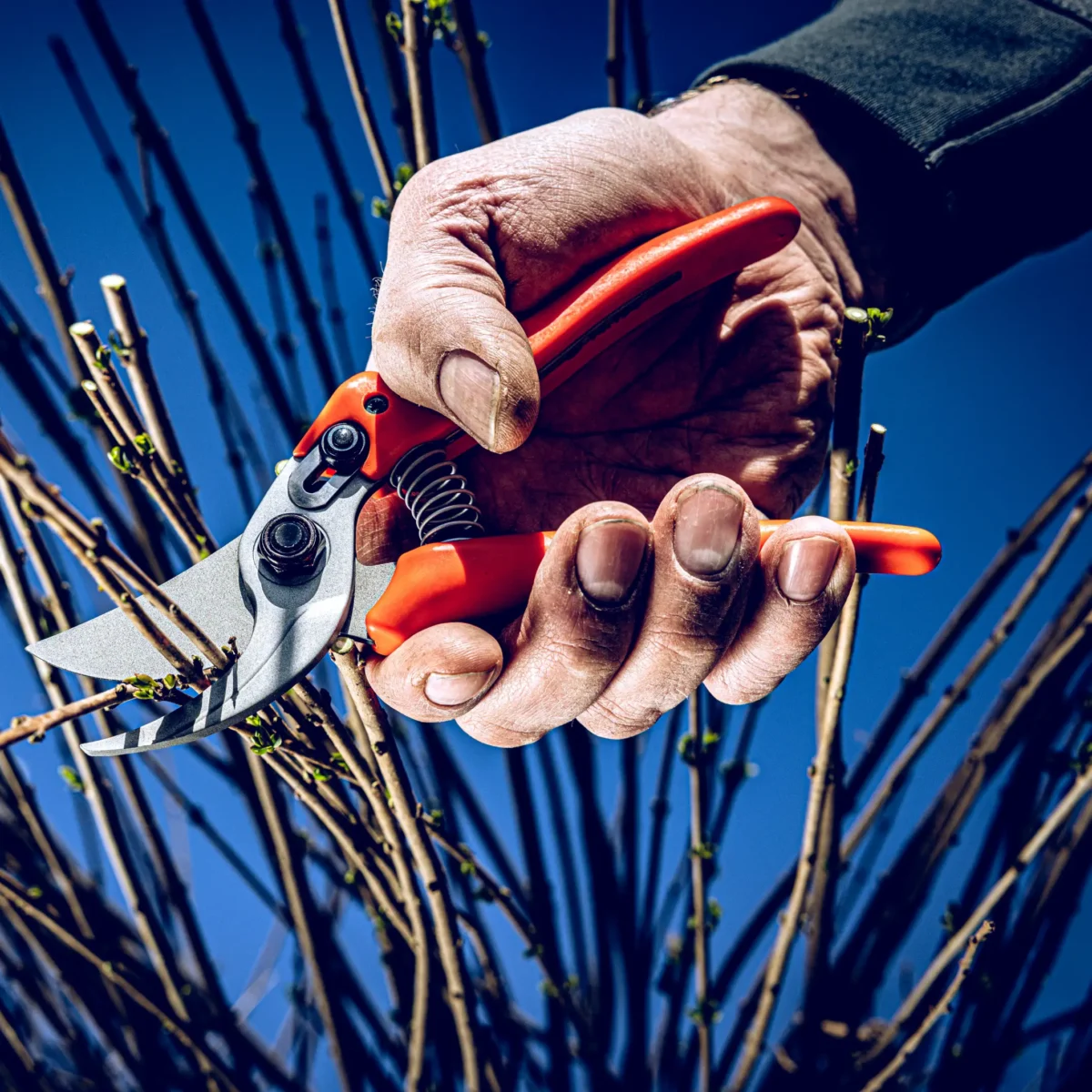 Garden shears Löwe 14.104 Economic Clean Cut