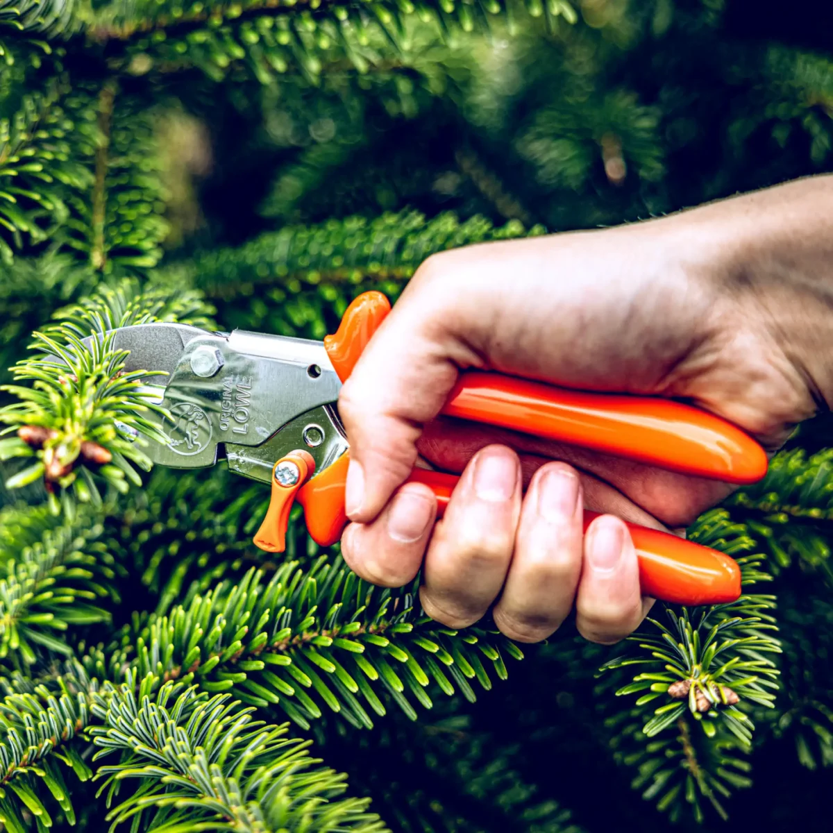 Small pruning shears Lion 5 with pointed blade