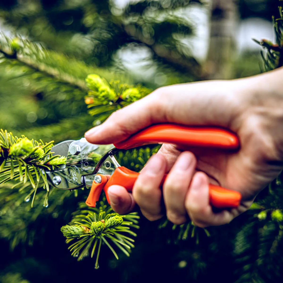 kleine Gartenschere Löwe 5 mit spitzer Klinge