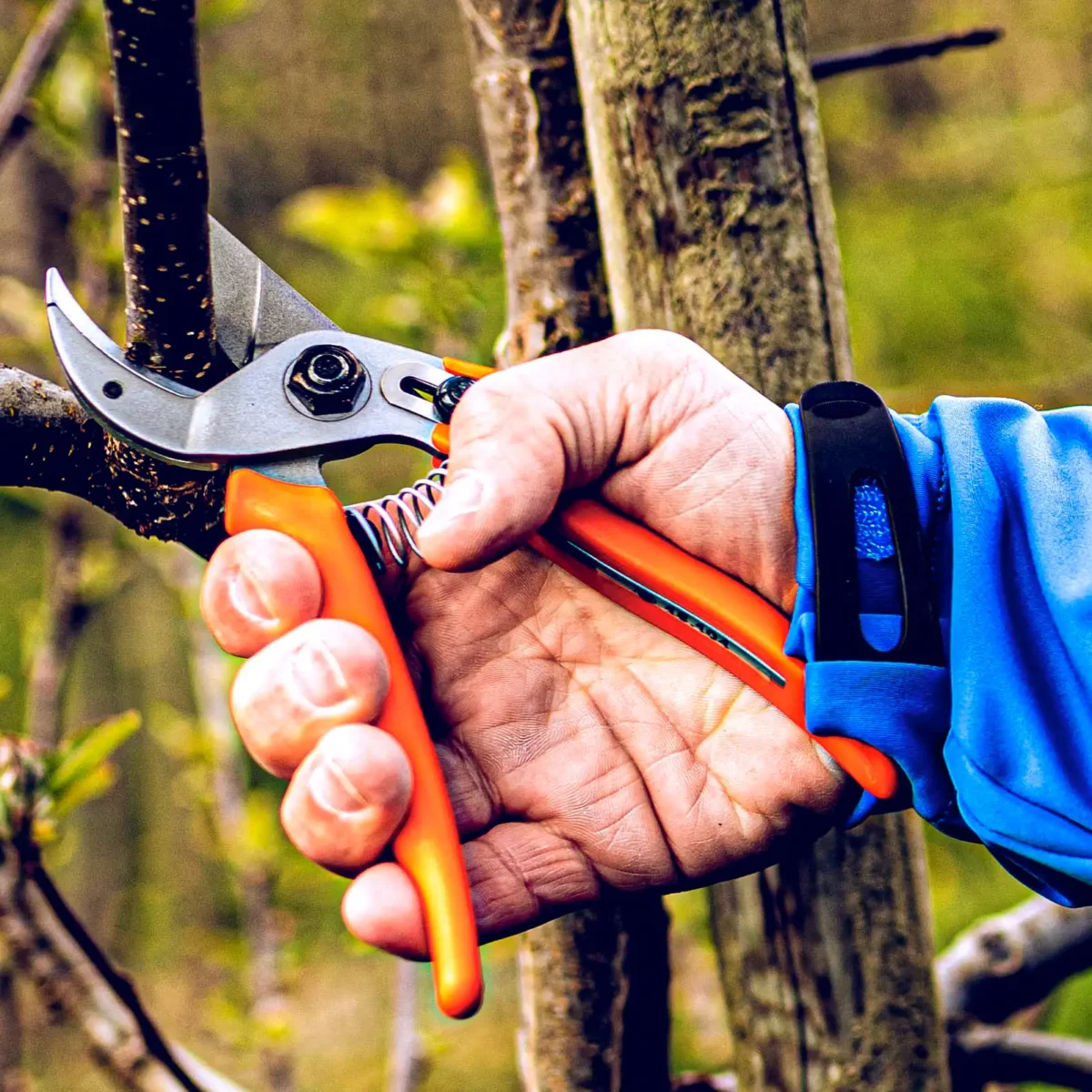 Original Löwe 15 secateurs for women