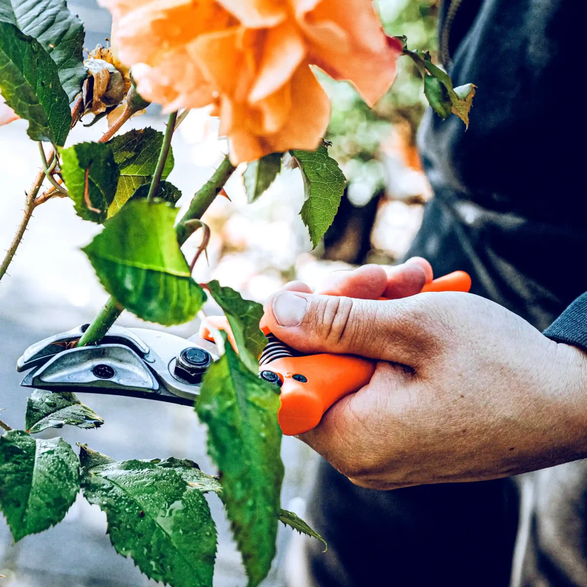 Original Löwe rose presentation scissors